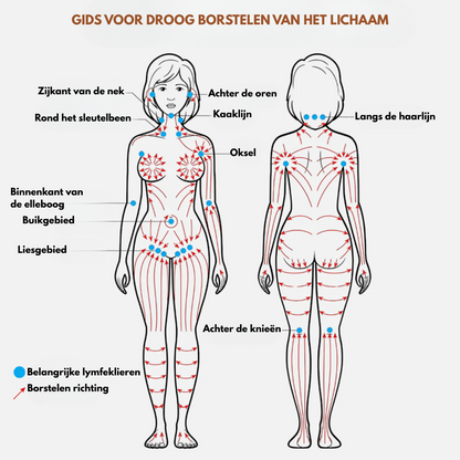 LymphLift™ – Lymfatische Contourborstel